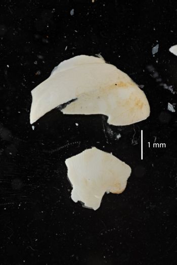 Media type: image;   Malacology 170760 Description: Digital documentation photo of preserved specimen.;